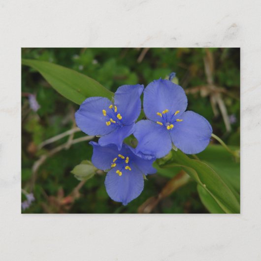 Wilde bloemen Blauwe Spiderwort Hot Springs AR Gif Briefkaart (Voorkant)
