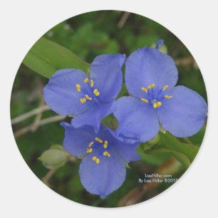 Wilde bloemen Blauwe Spiderwort Hot Springs AR Gif Ronde Sticker