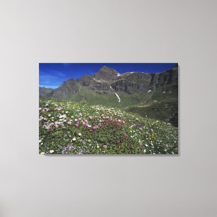 Wilde bloemen, bloeiend, Alpen, Zwitserland Canvas Afdruk