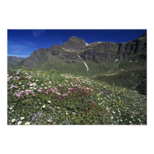 Wilde bloemen, bloeiend, Alpen, Zwitserland Foto Afdruk
