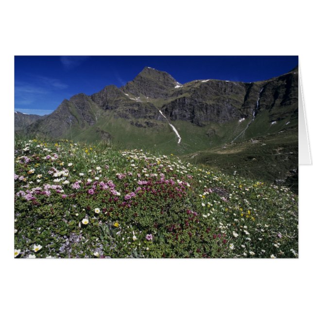 Wilde bloemen, bloemen, Alpen, Zwitserland (Voorkant Horizontaal)