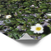 Wilde bloemen, bloemen, Alpen, Zwitserland Poster (Hoek)