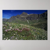 Wilde bloemen, bloemen, Alpen, Zwitserland Poster (Voorkant)