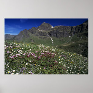 Wilde bloemen, bloemen, Alpen, Zwitserland Poster