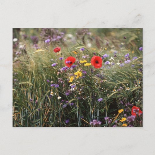 Wilde bloemen briefkaart (Voorkant)