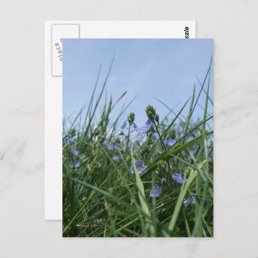 Wilde bloemen Briefkaart (Voorkant / Achterkant)