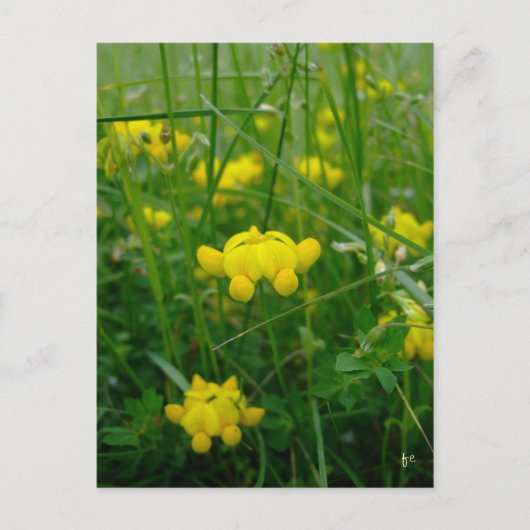 wilde bloemen briefkaart (Voorkant)