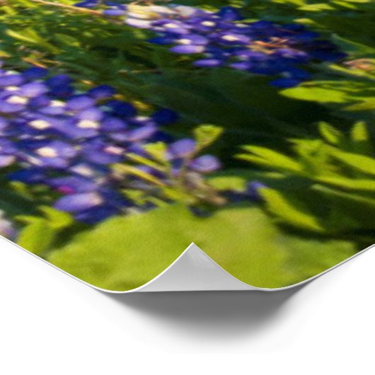 Wilde bloemen en windmolens in Texas Hill Country Poster (Hoek)