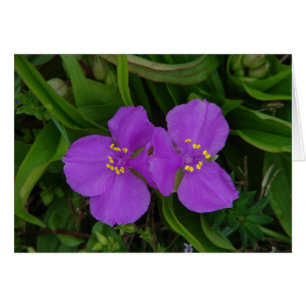 Wilde bloemen Fuchsia Spiderwort Hot Springs Gifts