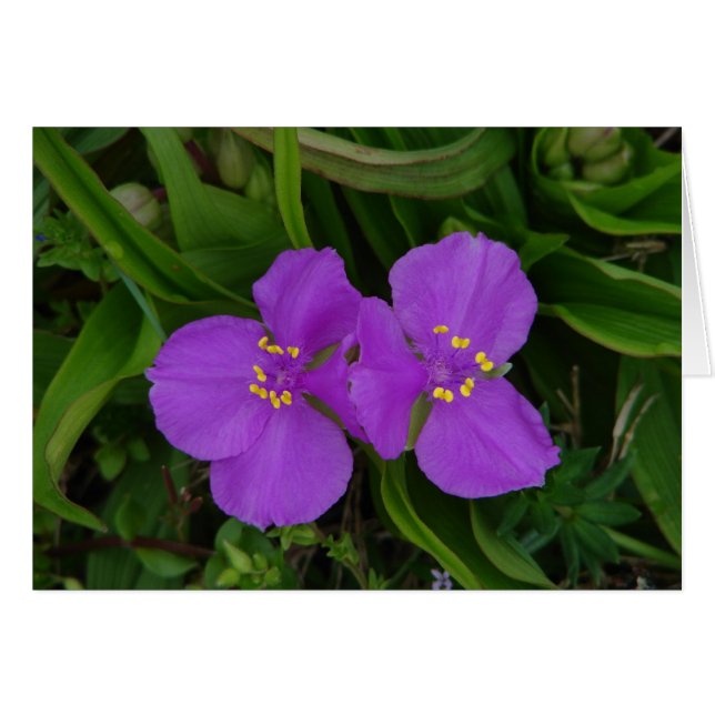Wilde bloemen Fuchsia Spiderwort Hot Springs Gifts (Voorkant Horizontaal)
