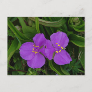 Wilde bloemen Fuchsia Spiderwort Hot Springs Gifts Briefkaart