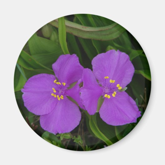 Wilde bloemen Fuchsia Spiderwort Hot Springs Gifts Magneet (Voorkant)