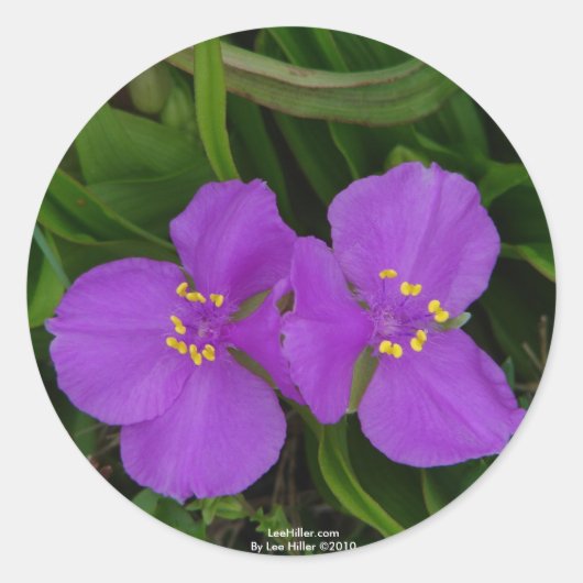 Wilde bloemen Fuchsia Spiderwort Hot Springs Gifts Ronde Sticker (Voorkant)