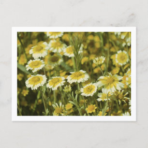 Wilde bloemen Geel en Witte Zonnebloemen Briefkaart