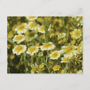 Wilde bloemen Geel en Witte Zonnebloemen Briefkaart