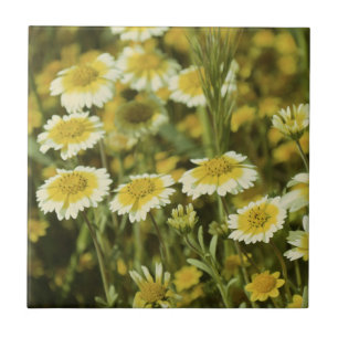 Wilde bloemen Geel en Witte Zonnebloemen Tegeltje
