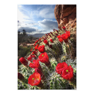 Wilde bloemen - Grand Canyon - Arizona Foto Afdruk