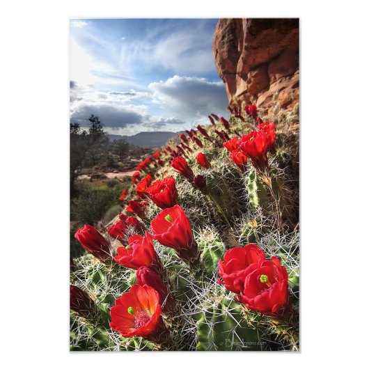 Wilde bloemen - Grand Canyon - Arizona Foto Afdruk (Voorkant)