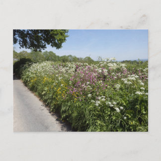 Wilde bloemen Herefordshire Briefkaart