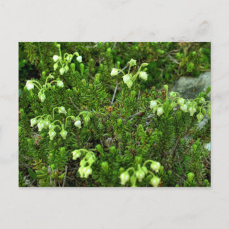 Wilde bloemen II Briefkaart