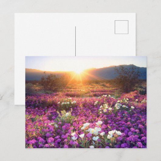 Wilde bloemen in de zon | Anza-Borrego-woestijn Briefkaart (Voorkant / Achterkant)