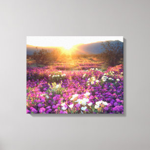 Wilde bloemen in de zon Anza-Borrego-woestijn Canvas Afdruk