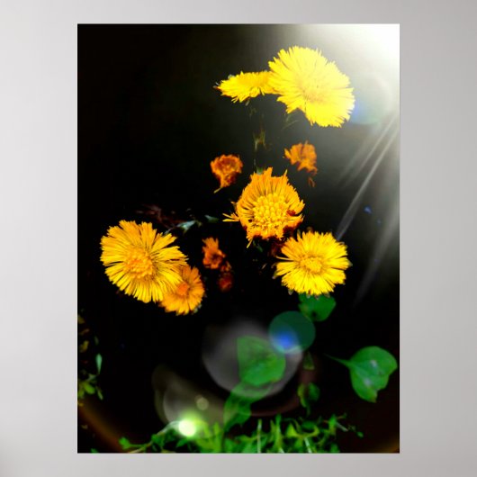 Wilde bloemen in de zon poster (Voorkant)