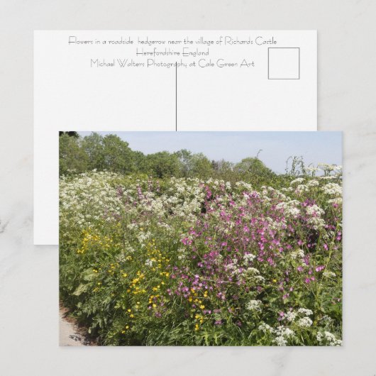 Wilde bloemen in een bermheg in Herefordshire Briefkaart (Voorkant / Achterkant)