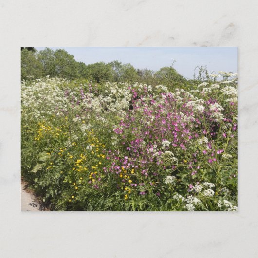 Wilde bloemen in een bermheg in Herefordshire Briefkaart (Voorkant)
