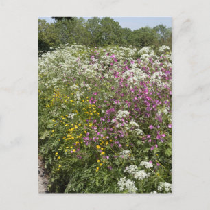 Wilde bloemen in een heg Herefordshire Engeland Briefkaart