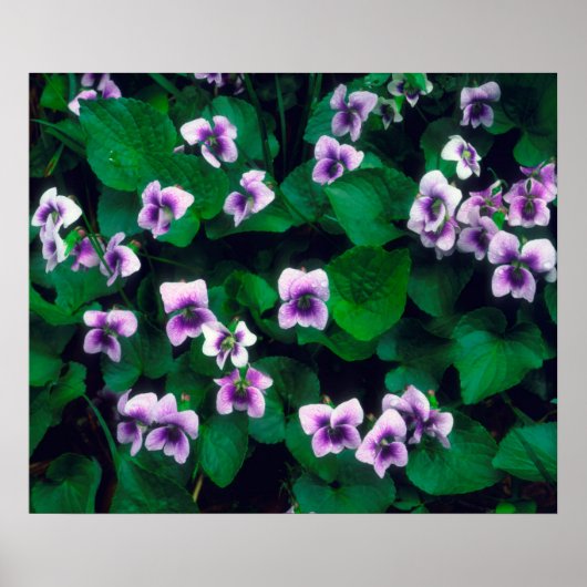 Wilde bloemen in het bos poster (Voorkant)