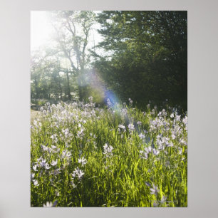 Wilde bloemen in het veld poster