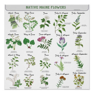 Wilde Bloemen in Maine Bloei Maand Latijnse Naam Perfect Poster