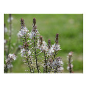 Wilde bloemen in Paphos, Cyprus Perfect Poster (Voorkant)