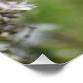 Wilde bloemen in Paphos, Cyprus Perfect Poster (Hoek)