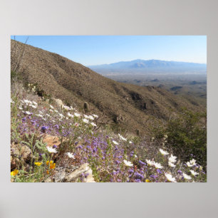 Wilde bloemen in Saguaro National Park I Poster