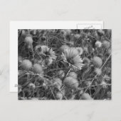 Wilde bloemen in zwart-wit briefkaart (Voorkant / Achterkant)