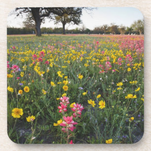 Wilde bloemen langs de weg in Texas, lente Bier Onderzetter