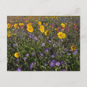 Wilde bloemen langs de weg in Texas, lente Briefkaart