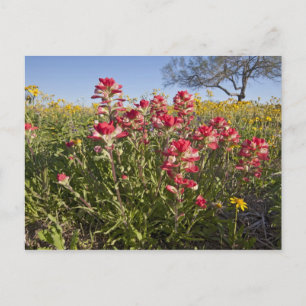 Wilde bloemen langs de weg in Texas, lente Briefkaart
