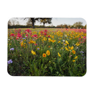 Wilde bloemen langs de weg in Texas, lente Magneet