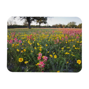 Wilde bloemen langs de weg in Texas, lente Magneet