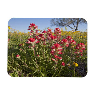 Wilde bloemen langs de weg in Texas, lente Magneet