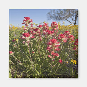 Wilde bloemen langs de weg in Texas, lente Magneet