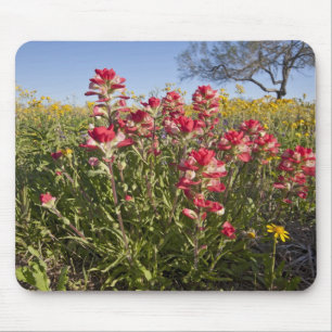 Wilde bloemen langs de weg in Texas, lente Muismat