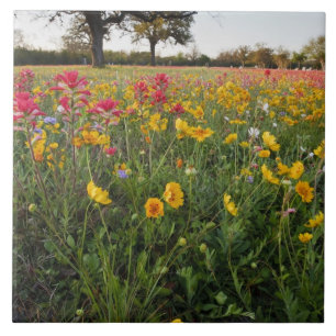 Wilde bloemen langs de weg in Texas, lente Tegeltje