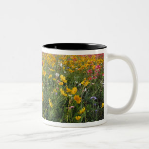 Wilde bloemen langs de weg in Texas, lente Tweekleurige Koffiemok