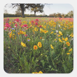 Wilde bloemen langs de weg in Texas, lente Vierkante Sticker