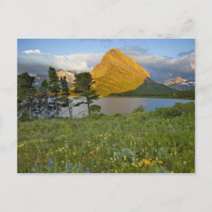Wilde bloemen langs Swiftcurrent Lake in de Many Briefkaart