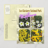 Wilde bloemen, Los Glaciares National Park Briefkaart (Voorkant / Achterkant)